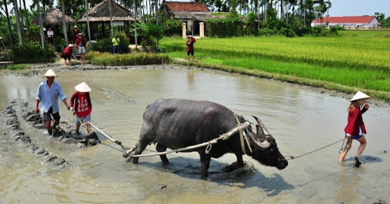 Ý nghĩa của giấc mơ thấy đi cày ruộng