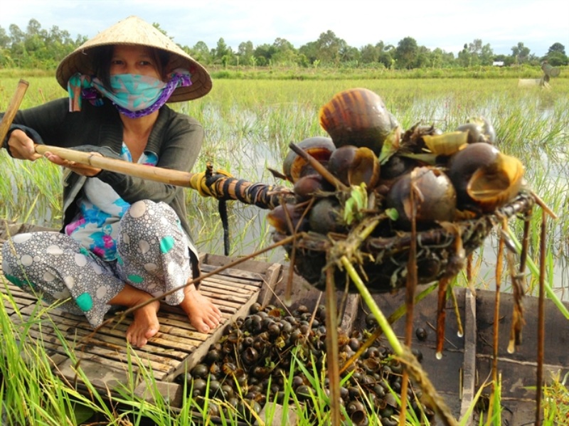 Chiêm bao thấy mình bắt ốc chết thối